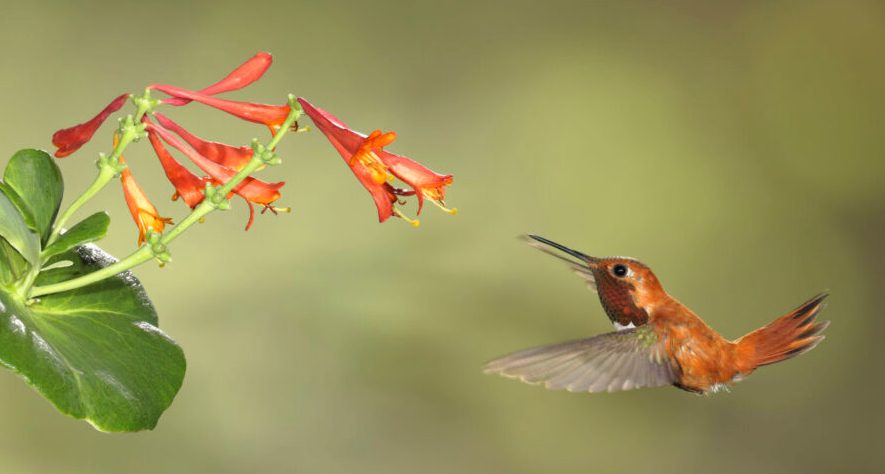 rufous hummingbird