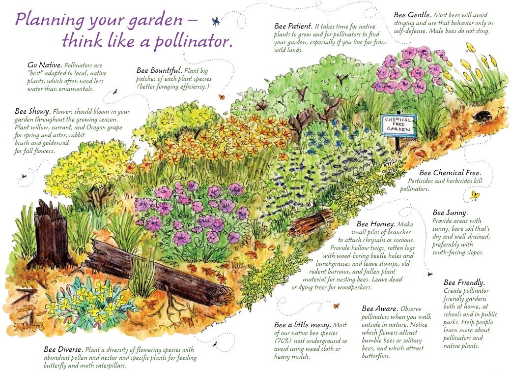 pollinator garden