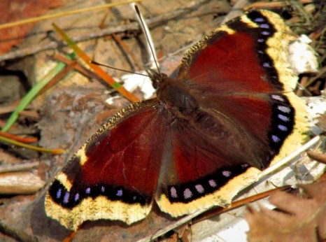 Mourning Cloak Butterfly