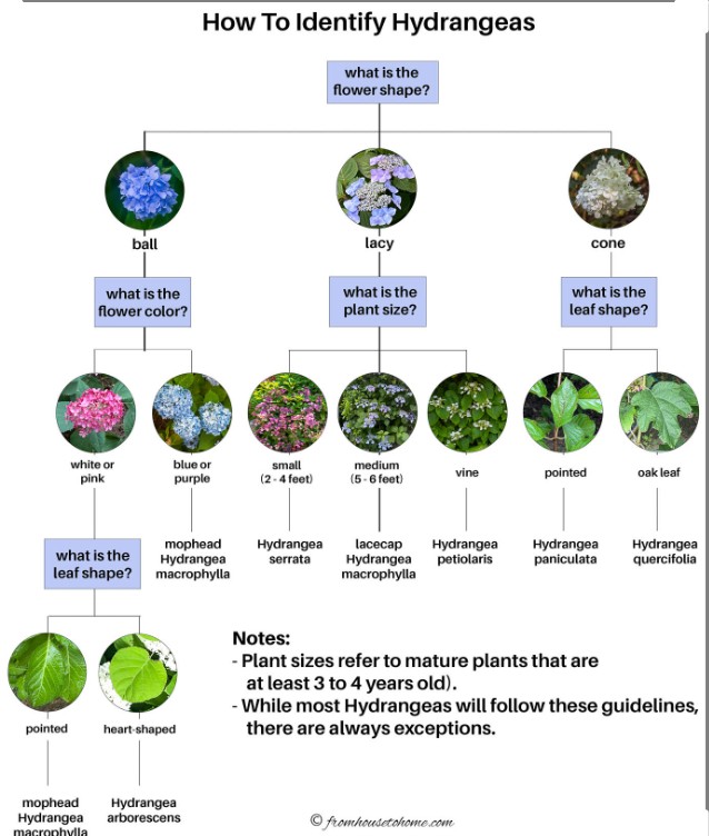Hydrangea types