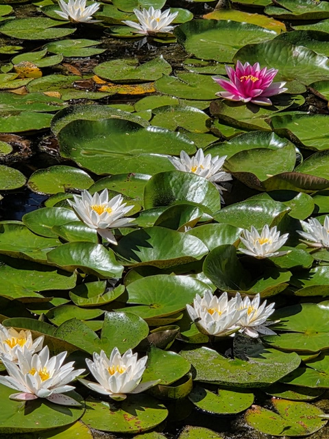 waterlilies